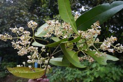 Poeciloneuron indicum